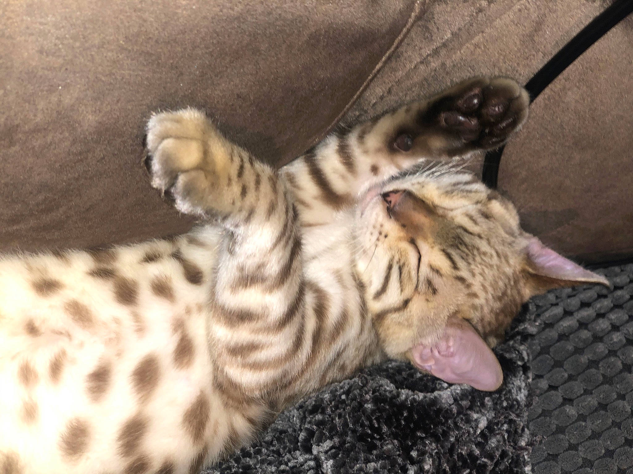 Ice participe au concours pour gagner de l'argent avec cette photo : bengal, big_cats, carnivore, cat, claw, comfort, domestic_short_haired_cat, fawn, felidae, foot, fur, nap, pattern, paw, small_to_medium_sized_cats, snout, tail, terrestrial_animal, whiskers, wildlife