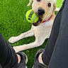 animal, black_shoes, collar, cute, daylight, dog, front_paws, grass, green, human, legs, mouth, outdoor, pet, playful, puppy, sneakers, tennis_ball, tongue, toy