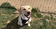 Scout is registered to the contest to win money with this photo: animal, canine, daylight, dog, fence, grass, ground, happy, harness, nature, outdoor, park, pet, playful, puppy, shadow, sitting, smiling, sunny, yellow_labrador