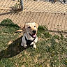 Scout is registered to the contest to win money with this photo: dog, puppy, yellow_labrador, grass, fence, shadow, harness, outdoor, sunny, pet, animal, happy, sitting, nature, daylight, canine, playful, ground, park, smiling