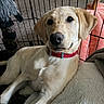 Scout is registered to the contest to win money with this photo: animal, blanket, canine, closeup, collar, cozy, crate, cute, dog, fur, gazing, indoor, labrador_retriever, pet, plush_toy, puppy, red_collar, resting, soft, young_dog