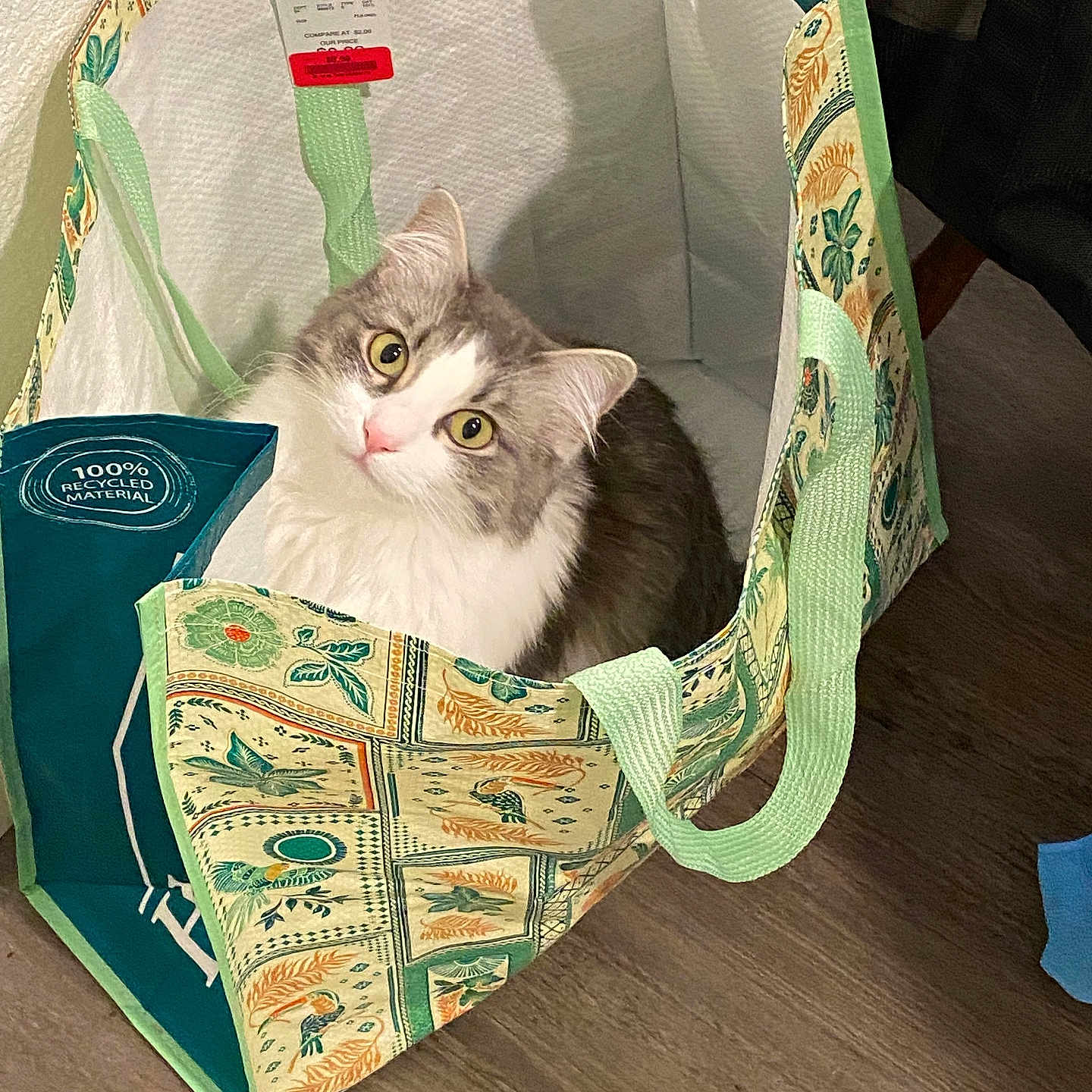 Luna is registered to the contest to win money with this photo: animal, cat, cozy, curious, cute, domestic_cat, ears, floor, fluffy, fur, green, head_tilt, indoor, looking_up, patterned, pet, shopping_bag, whiskers, white, wooden_floor