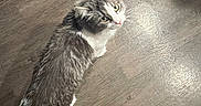 Luna is registered to the contest to win money with this photo: animal, cat, chair_leg, curious, cute, domestic, ears, feline, flooring, fur, gray_fur, indoor, looking_up, mammal, pet, shadow, tail, whiskers, white_fur, wooden_floor