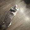 animal, cat, chair_leg, curious, cute, domestic, ears, feline, flooring, fur, gray_fur, indoor, looking_up, mammal, pet, shadow, tail, whiskers, white_fur, wooden_floor