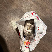 Luna joined the competition — help win amazing prizes! animal, cat, closeup, container, curious, domestic_cat, feline, flooring, hiding, household, indoor, looking_up, paper_bag, pet, playful, shopping_bag, striped_cat, white_and_gray, wide_eyes, wooden_floor