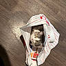 animal, cat, closeup, container, curious, domestic_cat, feline, flooring, hiding, household, indoor, looking_up, paper_bag, pet, playful, shopping_bag, striped_cat, white_and_gray, wide_eyes, wooden_floor