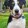 animal, close_up, collar, cute, dog, face, fence, friendly, grass, greenery, name_tag, nature, outdoor, pet, puppy, summer, tongue_out, tree, tricolor, young