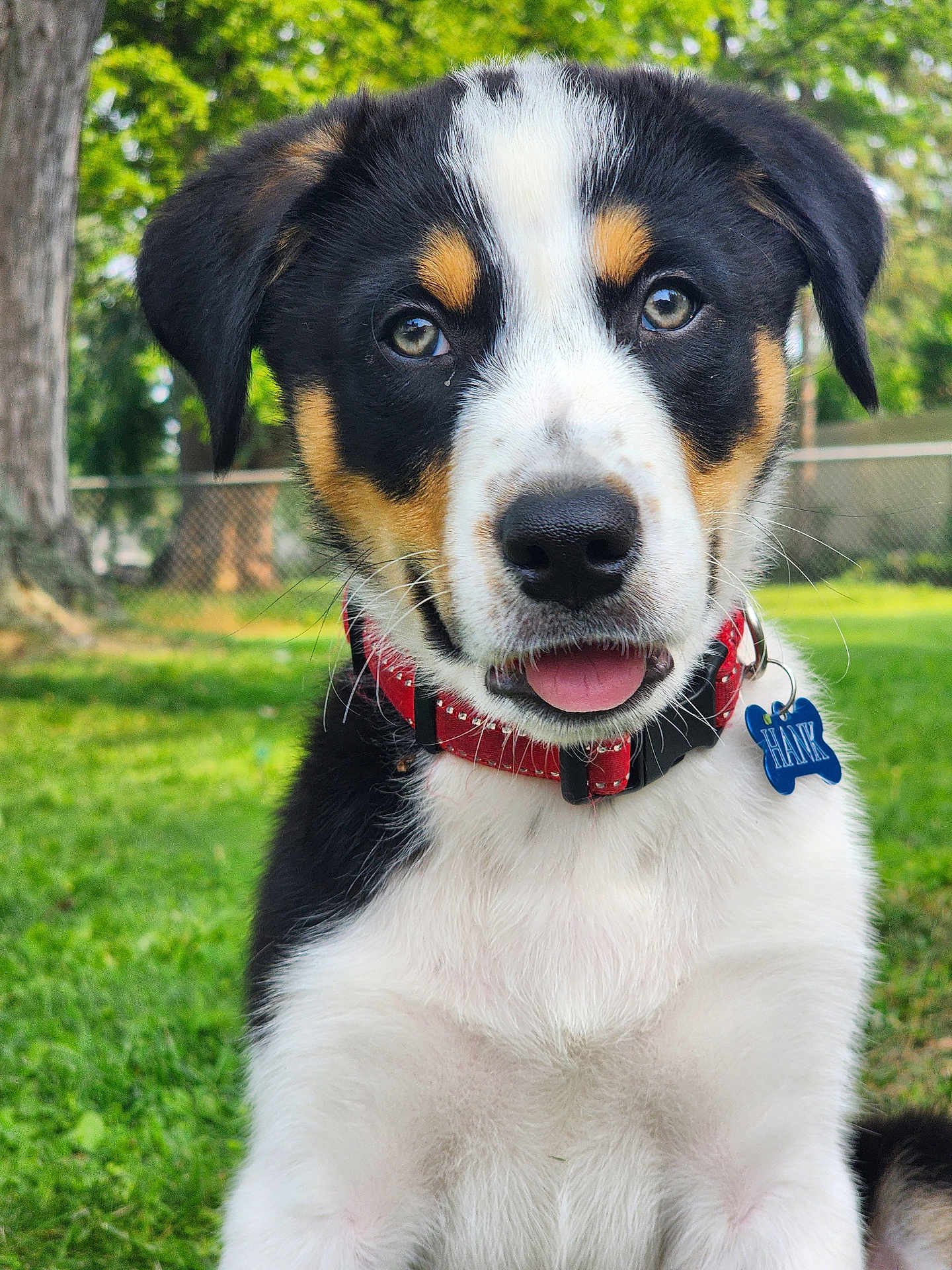 Hank