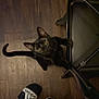 cat, black_cat, wood_floor, chair, indoor, pet, animal, curious, looking_up, hind_legs, furniture, footwear, slippers, person, adidas, flooring, domestic, home, evening, shadow