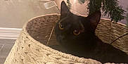 Pompeii joined the competition — help win amazing prizes! black_cat, cat, basket, woven_basket, christmas_tree, tree_lights, indoor, curious, pet, holiday, decorations, feline, cozy, home, floor, twinkling_lights, animal, cute, domestic_cat, festive