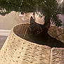 black_cat, cat, basket, woven_basket, christmas_tree, tree_lights, indoor, curious, pet, holiday, decorations, feline, cozy, home, floor, twinkling_lights, animal, cute, domestic_cat, festive