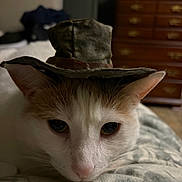 Pancake is registered to the contest to win money with this photo: cat, pet, feline, hat, costume, close_up, portrait, whiskers, ears, pink_nose, indoor, bed, blanket, dresser, furniture, adorable, sleepy, eyes, fur, cozy