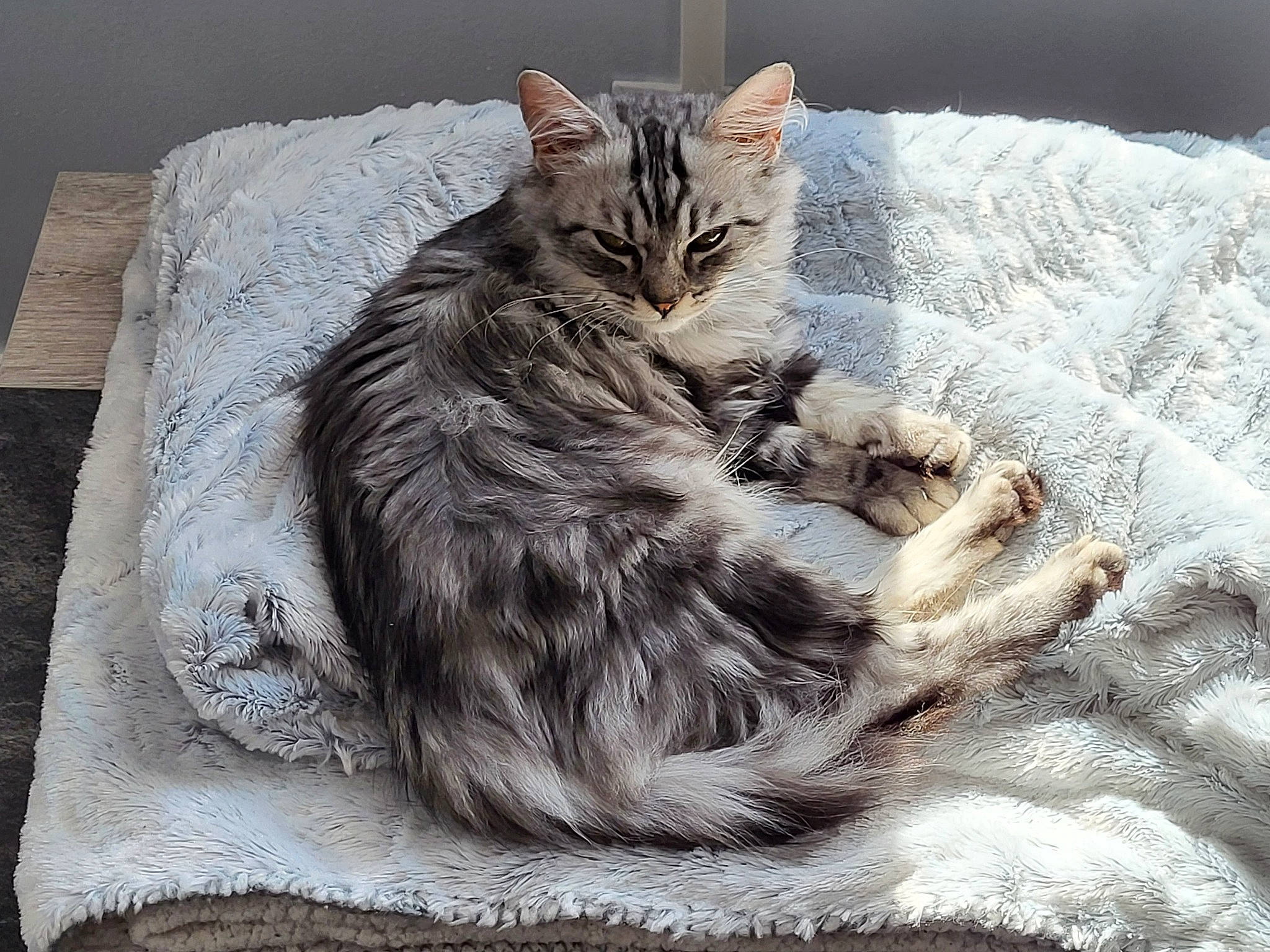 Miss Teigne participe au concours pour gagner de l'argent avec cette photo : art, carnivore, cat, claw, comfort, domestic_short_haired_cat, felidae, fur, grey, paw, sitting, small_to_medium_sized_cats, snout, tail, terrestrial_animal, whiskers
