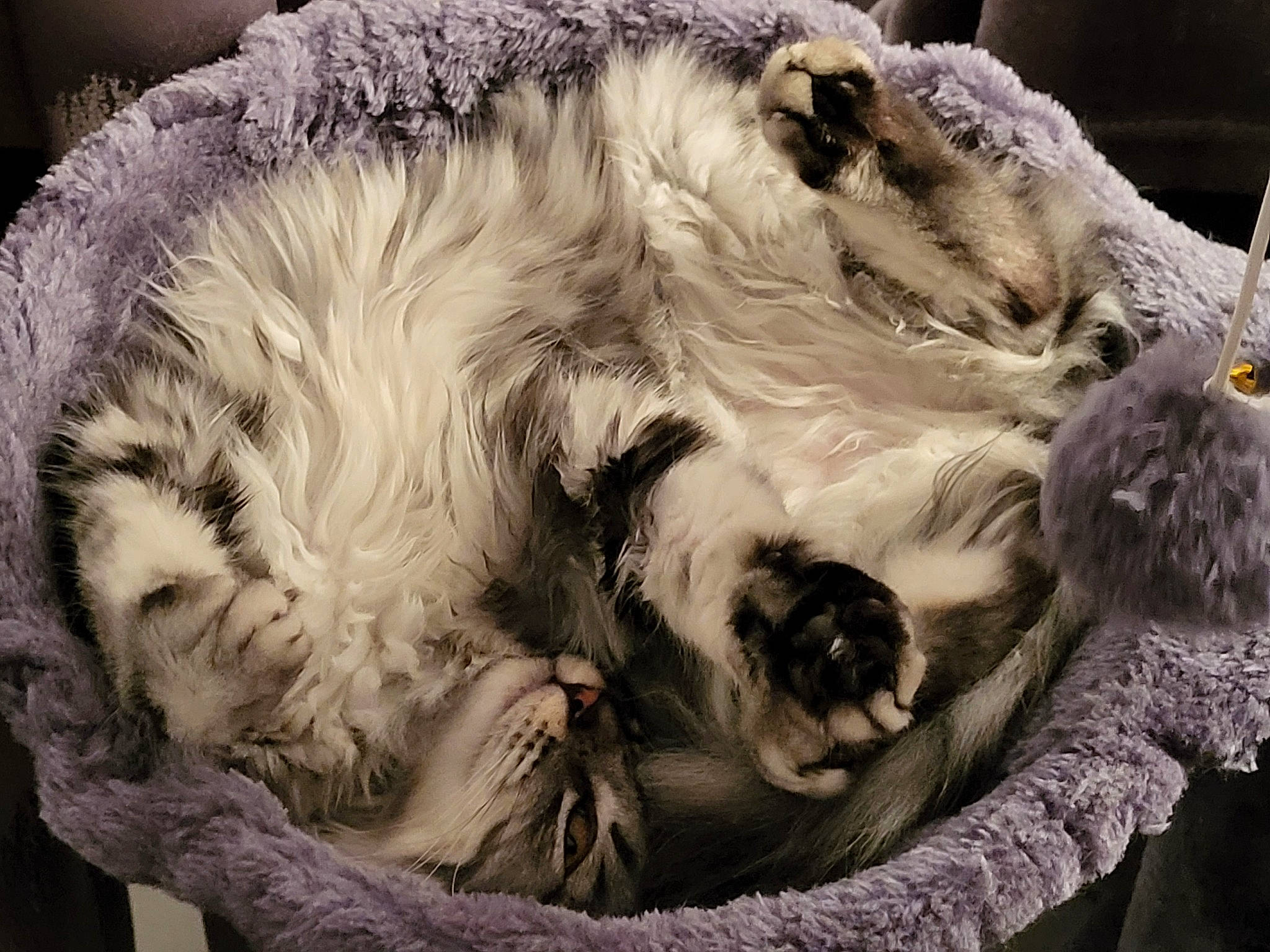 Miss Teigne a rejoint le concours — aidez-le/la à gagner de superbes lots ! bored, canidae, carnivore, cat, cat_bed, claw, comfort, dog_breed, event, fang, felidae, fur, paw, small_to_medium_sized_cats, snout, sporting_group, tail, terrestrial_animal, whiskers, wildlife