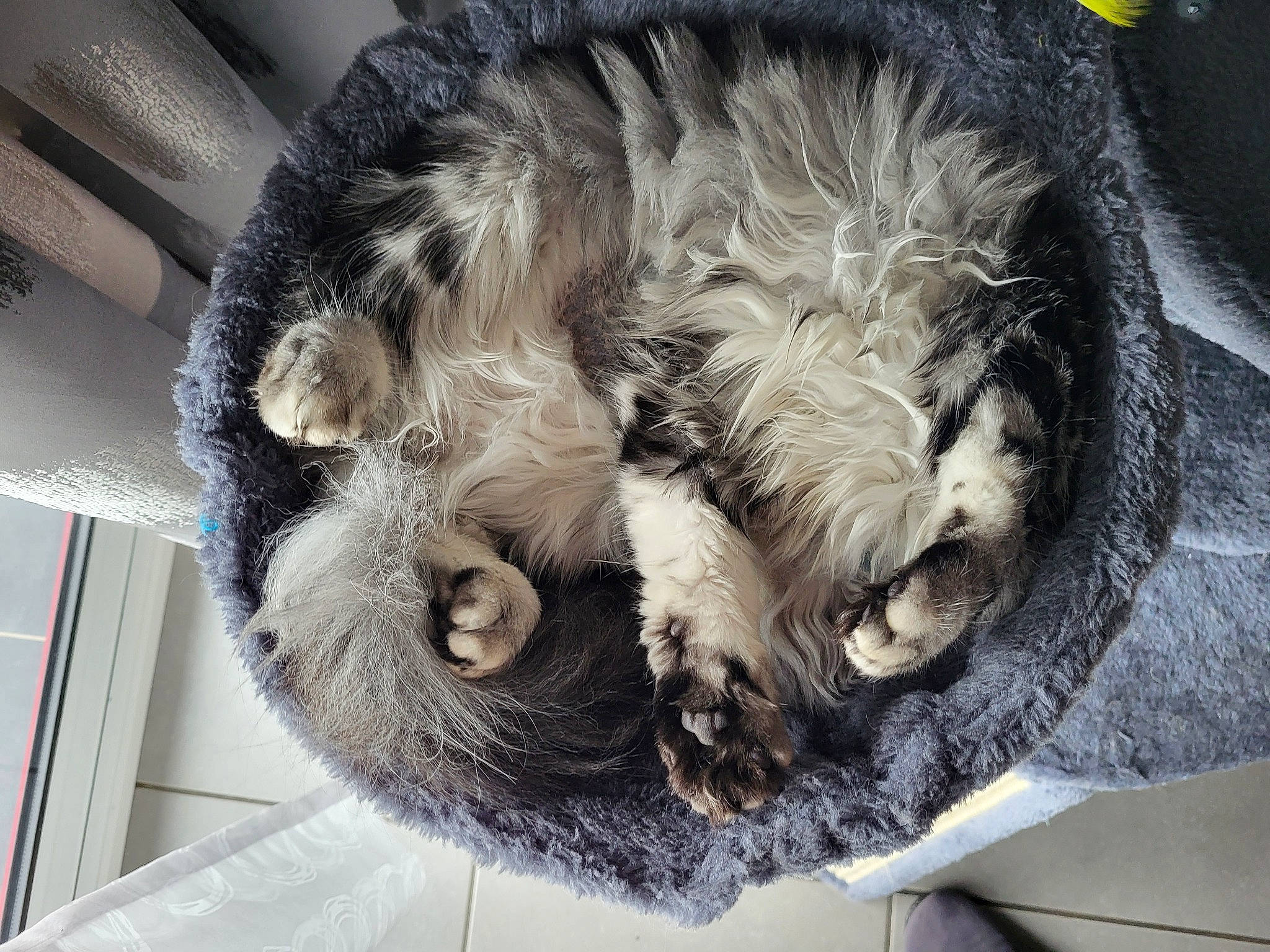 Miss Teigne a rejoint le concours — aidez-le/la à gagner de superbes lots ! canidae, carnivore, cat_bed, claw, comfort, companion_dog, dog, dog_breed, felidae, fur, nap, paw, sleep, small_to_medium_sized_cats, snout, sporting_group, tail, terrier, whiskers, working_animal