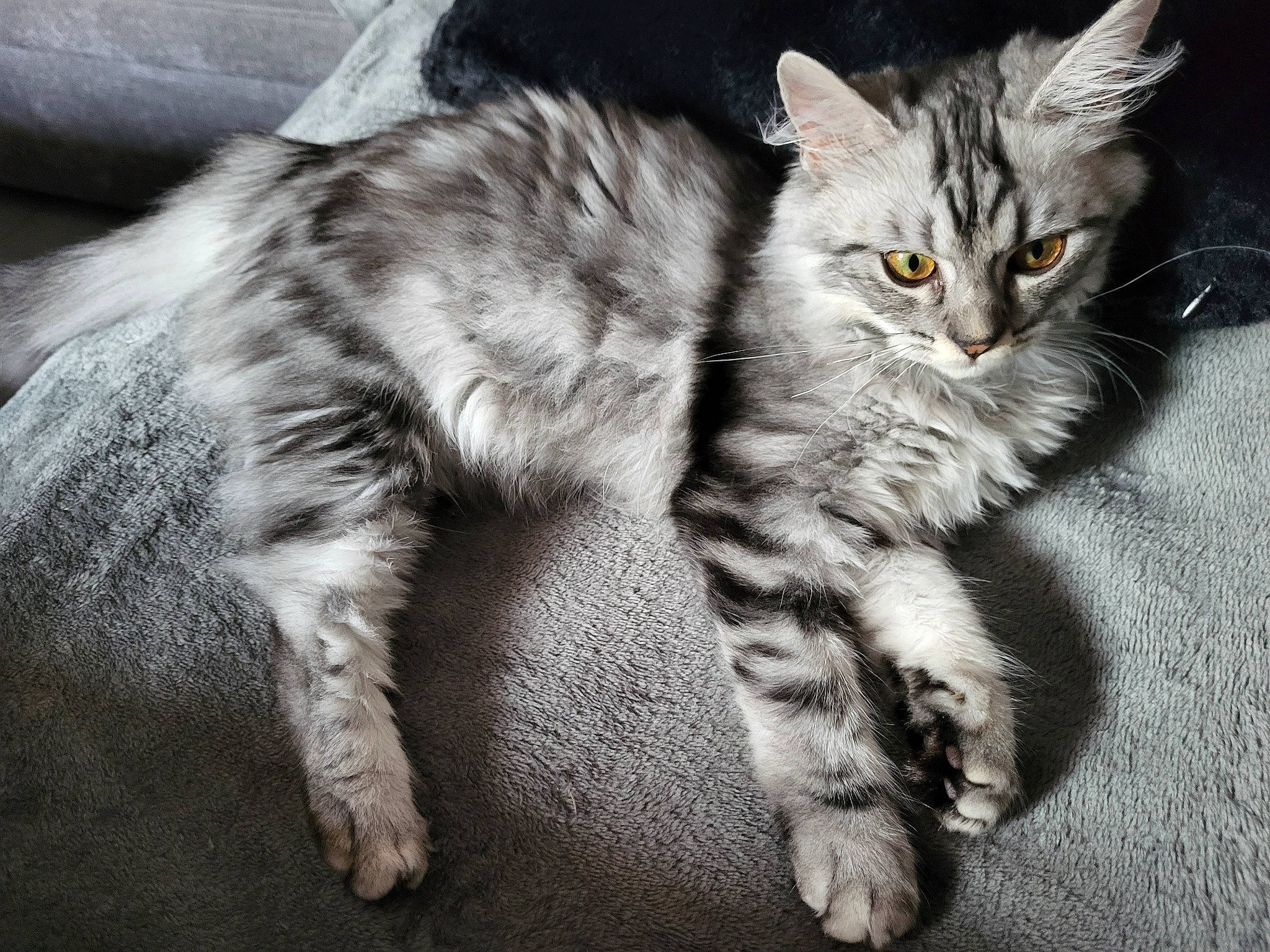 Miss Teigne a rejoint le concours — aidez-le/la à gagner de superbes lots ! carnivore, cat, claw, domestic_short_haired_cat, felidae, fur, grey, monochrome, monochrome_photography, paw, small_to_medium_sized_cats, snout, tail, terrestrial_animal, whiskers