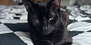 Pumpkin joined the competition — help win amazing prizes! cat, black_cat, pet, animal, bed, indoor, feline, resting, green_eyes, fur, cute, cozy, domestic_animal, sleepy, closeup, portrait, relaxed, whiskers, bedspread, soft_light
