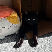 Pumpkin joined the competition — help win amazing prizes! black_cat, cat, cardboard_box, stuffed_toy, plush_toy, carpet, sunlight, shadow, pets, feline, animal, cozy, indoor, relaxing, cute, whiskers, paws, eyes, toy, home