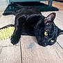 Pumpkin is registered to the contest to win money with this photo: black_cat, cat, pet, animal, wood_floor, toy, yellow_toy, feline, indoor, close_up, relaxed, alert, whiskers, ears, flooring, domestic_cat, laying_down, curious, fur, wide_eyes