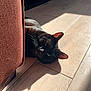 Patch is registered to the contest to win money with this photo: animal, black_cat, cat, closeup, couch, cozy, domestic_cat, ears, furniture, home, indoor, laying_down, mammal, pet, relaxing, shadow, sunlight, texture, whiskers, wooden_floor