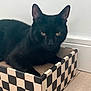 black_cat, cat, pet, animal, feline, box, cardboard_box, checkered_pattern, indoor, floor, close_up, portrait, whiskers, ears, eyes, resting, home, domestic_cat, fur, mystery