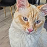 Plume a rejoint le concours — aidez-le/la à gagner de superbes lots ! cat, cream_colored, orange_markings, blue_eyes, indoor, chair, table, plant, wooden_floor, pet, feline, whiskers, pink_nose, sitting, curious, domestic_animal, household, fur, close_up, background_blur