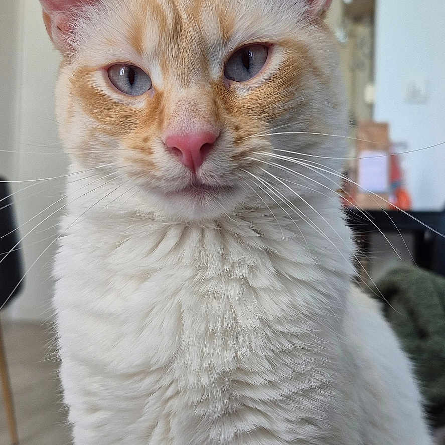 Plume participe au concours pour gagner de l'argent avec cette photo : cat, indoor, animal, feline, fluffy, whiskers, ears, fur, portrait, pet, curious, looking, cream_color, orange_color, close_up, domestic_cat, soft_light, floor, background, eyes