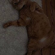 Pti Loup participe au concours pour gagner de l'argent avec cette photo : cat, orange_tabby, fluffy_rug, wooden_floor, pet, animal, indoor, relaxed, lying_down, fur, whiskers, curious, cute, domestic_cat, paws, ears, flooring, cozy, resting, wide_eyes