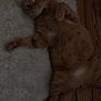 cat, orange_tabby, fluffy_rug, wooden_floor, pet, animal, indoor, relaxed, lying_down, fur, whiskers, curious, cute, domestic_cat, paws, ears, flooring, cozy, resting, wide_eyes