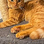 Pti Loup a rejoint le concours — aidez-le/la à gagner de superbes lots ! cat, orange_tabby, pet, indoor, feline, relaxed, cat_tree, carpeted, paw_pads, whiskers, ears, fur, green_eyes, looking, close_up, animal, cute, domestic_cat, resting, soft_texture
