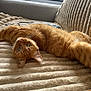 Pti Loup a rejoint le concours — aidez-le/la à gagner de superbes lots ! cat, ginger_cat, pet, feline, indoor, sofa, blanket, cozy, relaxed, curious, green_eyes, fur, whiskers, couch, home, animal, stretching, furniture, comfort, resting