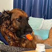 Tank joined the competition — help win amazing prizes! dog, carrot, couch, pillow, curtain, indoor, pet, brown_dog, relaxed, living_room, fur, snack, funny, muzzle, table, container, collar, closeup, companion, domestic_animal