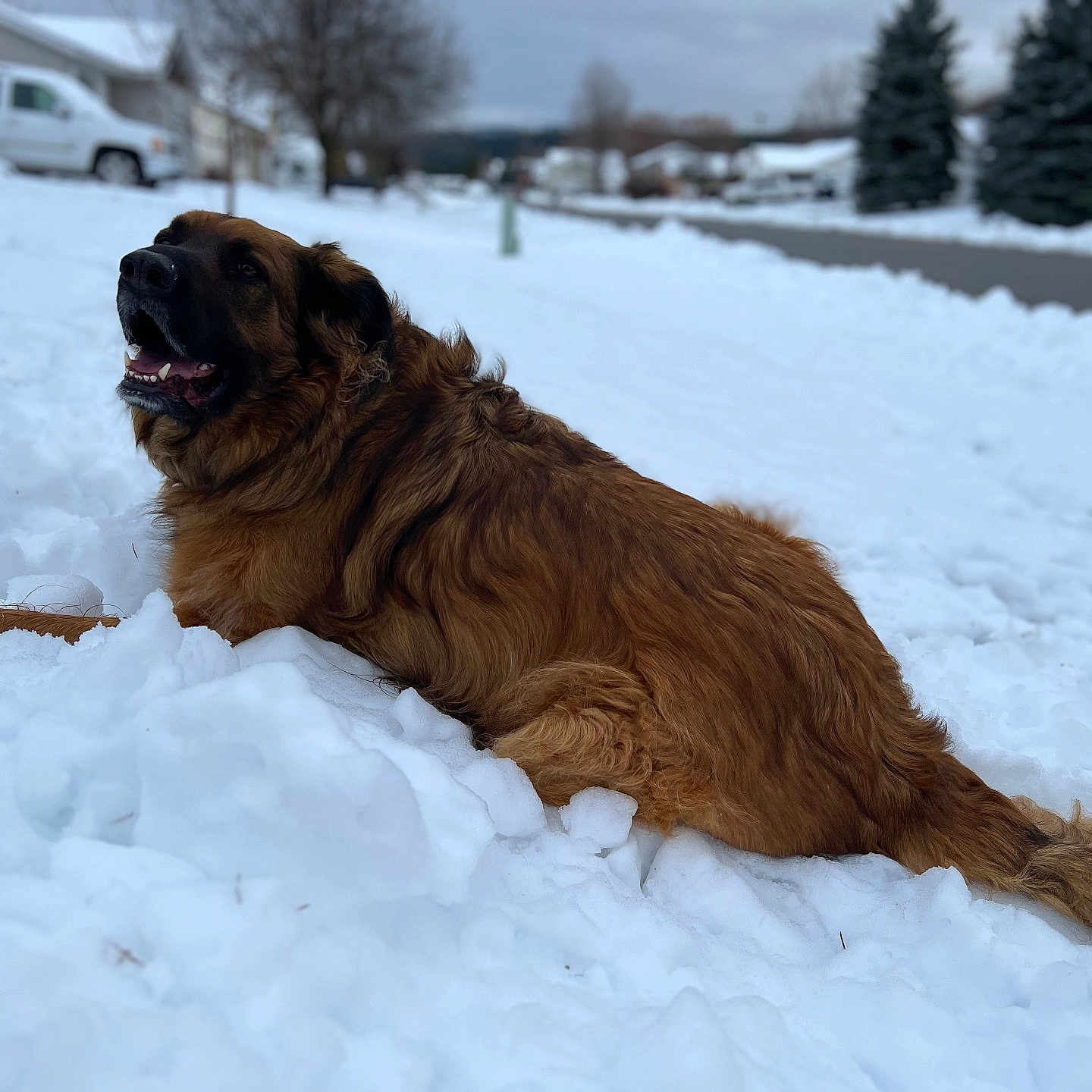 Tank is registered to the contest to win money with this photo: animal, canine, cold, daytime, dog, fur, happy, landscape, leisure, mammal, nature, outdoor, pet, residential, snow, street, suburban, tree, vehicle, winter