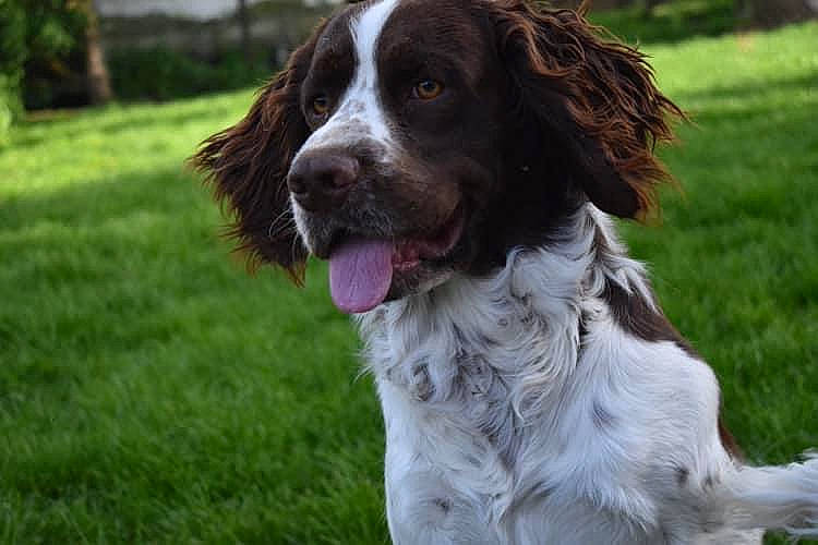 Olaf a rejoint le concours — aidez-le/la à gagner de superbes lots ! canidae, carnivore, companion_dog, dog, dog_breed, dog_collar, fur, grass, gun_dog, hunting_dog, liver, plant, snout, spaniel, sporting_group, tree, welsh_springer_spaniel, whiskers, working_dog