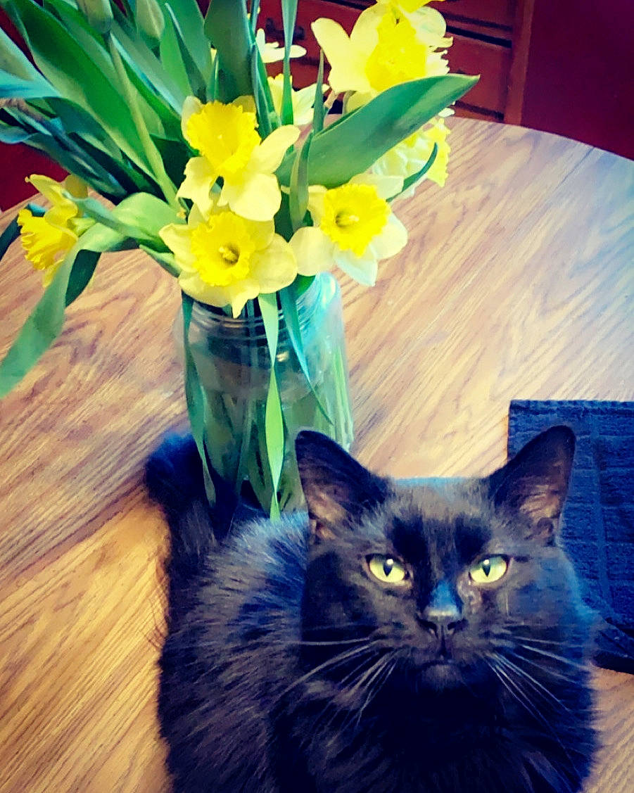 Jack joined the competition — help win amazing prizes! amaryllis_family, black_cat, bouquet, carnivore, cat, cut_flowers, domestic_long_haired_cat, felidae, floristry, flower, flowering_plant, gladiolus, kitten, narcissus, plant, small_to_medium_sized_cats, vase, whiskers, yellow