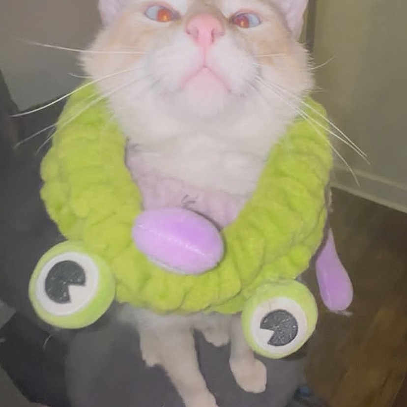 Bingus Wingus