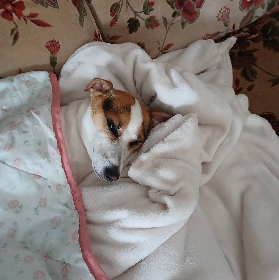 Jordy a rejoint le concours — aidez-le/la à gagner de superbes lots ! bed, bed_sheet, bedding, canidae, carnivore, comfort, companion_dog, dog, dog_breed, dog_supply, fur, linens, nap, non_sporting_group, paw, room, snout, sporting_group, terrestrial_animal, working_animal