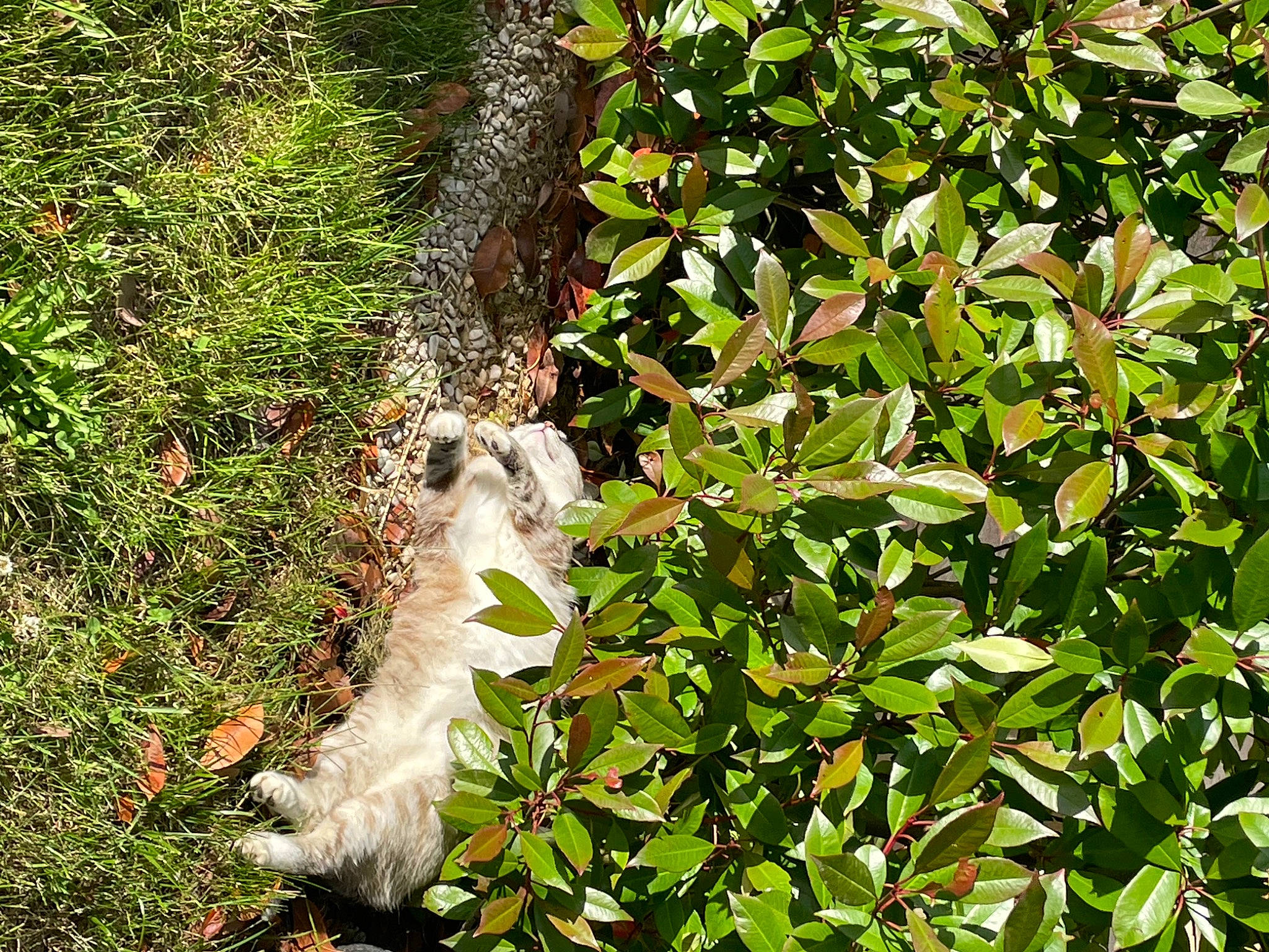 Plume a rejoint le concours — aidez-le/la à gagner de superbes lots ! branch, carnivore, cat, fawn, felidae, grass, groundcover, jungle, plant, shrub, small_to_medium_sized_cats, tail, terrestrial_animal, terrestrial_plant, tree, trunk, twig, wildlife, wood, woody_plant