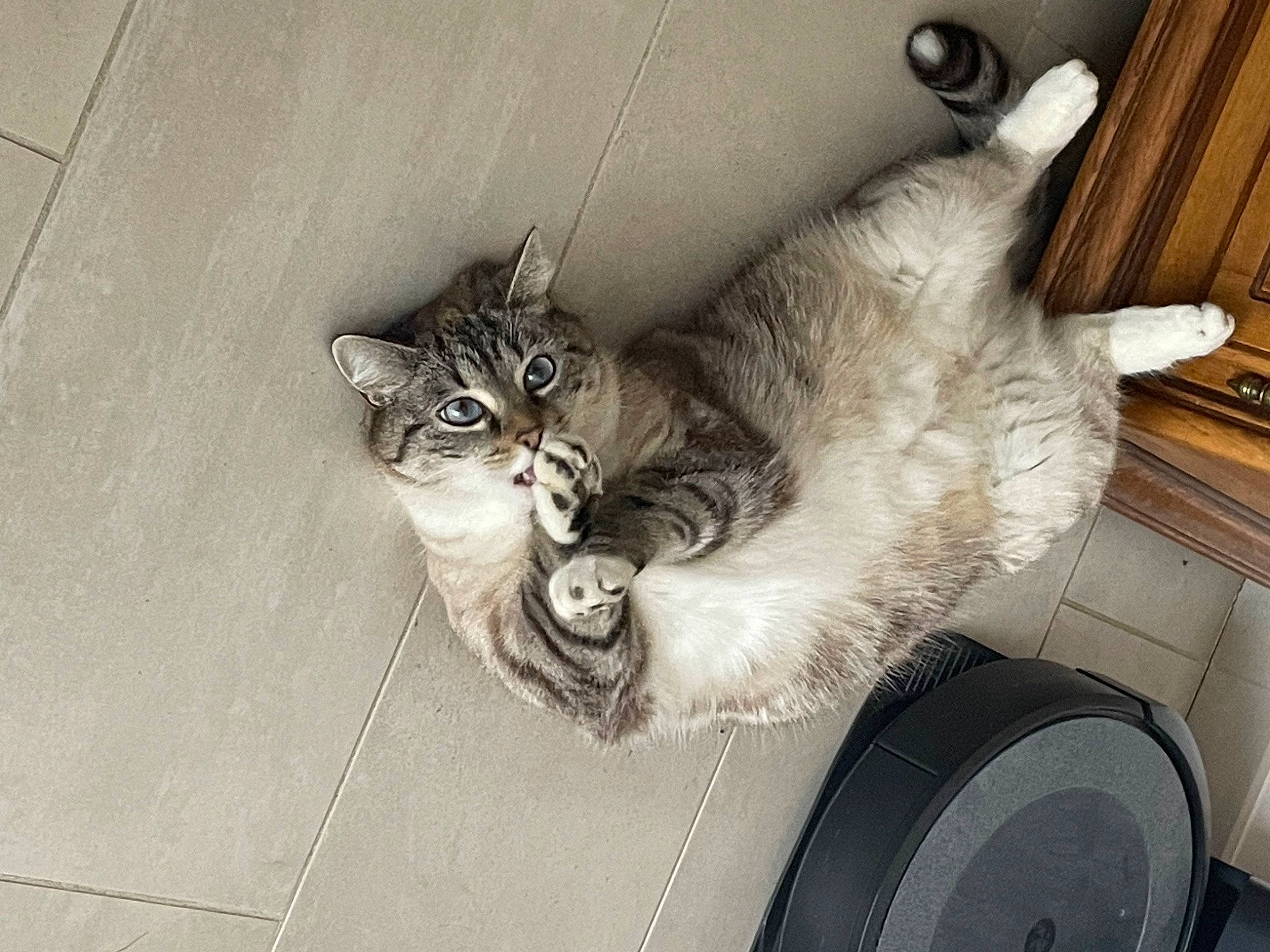 Plume a rejoint le concours — aidez-le/la à gagner de superbes lots ! automotive_tire, carnivore, cat, claw, domestic_short_haired_cat, door, felidae, fur, grey, metal, paw, small_to_medium_sized_cats, snout, tail, tire, vehicle, wheel, whiskers, window, wood