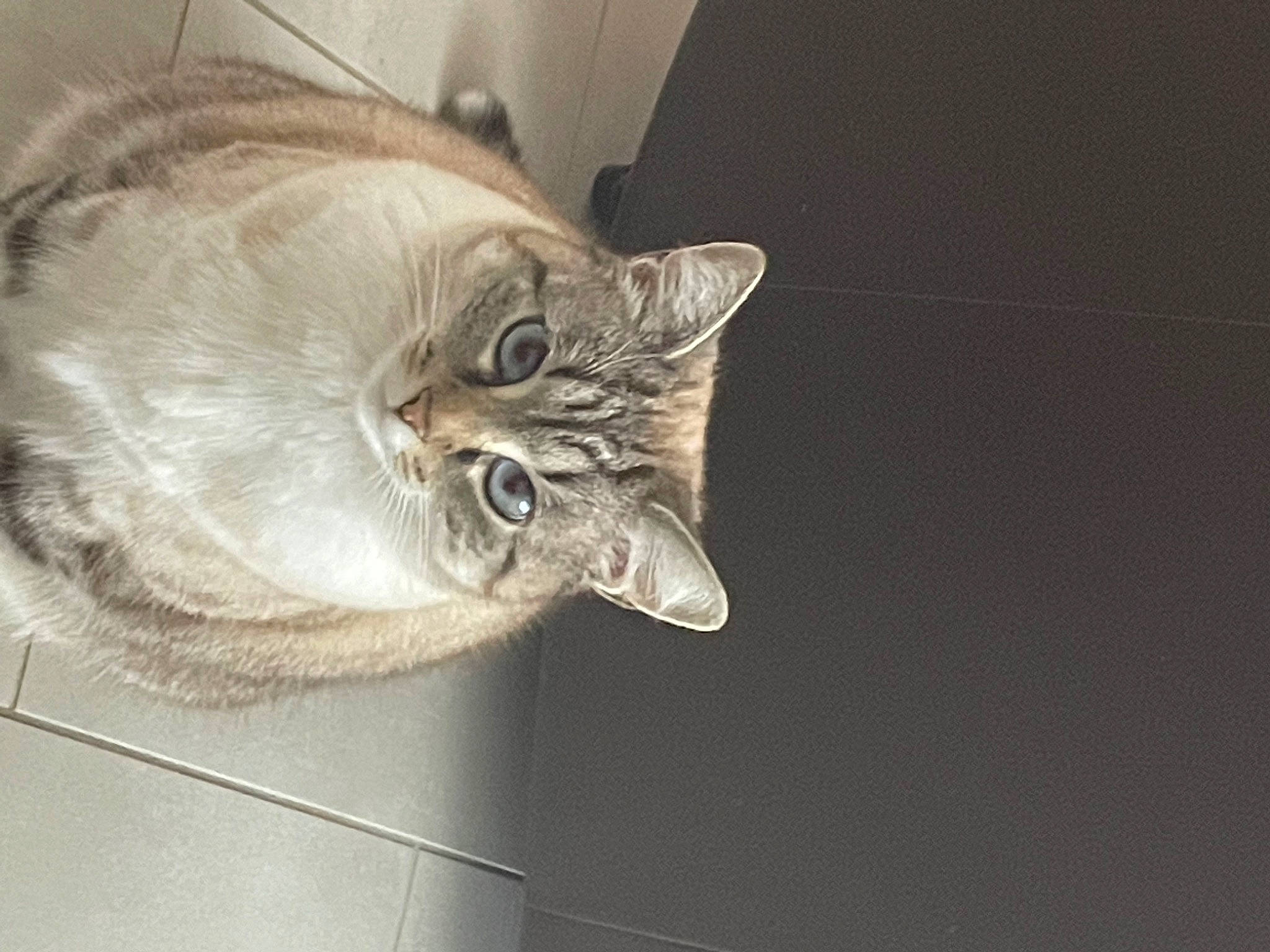 Plume participe au concours pour gagner de l'argent avec cette photo : carnivore, cat, claw, comfort, domestic_short_haired_cat, door, felidae, fur, paw, small_to_medium_sized_cats, snout, tail, terrestrial_animal, vehicle, whiskers, window, wood