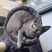 Silver a rejoint le concours — aidez-le/la à gagner de superbes lots ! cat, gray_cat, pet, animal, feline, yellow_eyes, curled_up, cat_bed, indoor, window, cozy, fur, whiskers, ears, tail, looking, resting, soft_texture, cute, domestic_animal