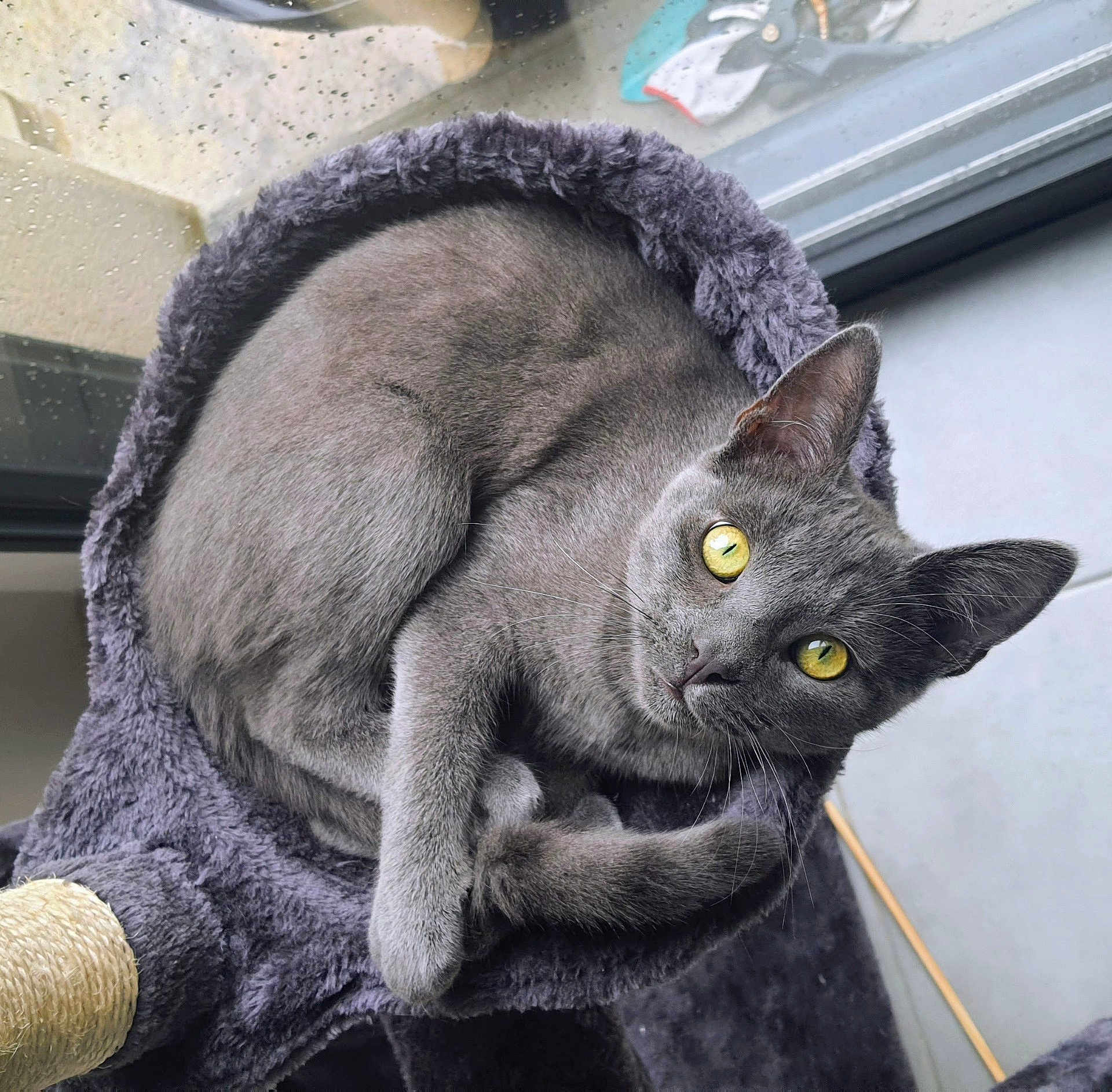 Silver a rejoint le concours — aidez-le/la à gagner de superbes lots ! cat, gray_cat, pet, animal, feline, yellow_eyes, curled_up, cat_bed, indoor, window, cozy, fur, whiskers, ears, tail, looking, resting, soft_texture, cute, domestic_animal