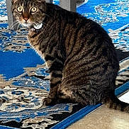 Max joined the competition — help win amazing prizes! cat, tabby, indoor, rug, blue_rug, patterned_rug, striped, pet, animal, feline, curious, alert, sitting, floor, tile_floor, chair_legs, whiskers, collar, domestic_cat, close_up