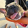dog, french_bulldog, pet, animal, close_up, face, tongue, nose, ears, wrinkles, happy, funny, outdoor, sunlight, human, arms, holding, grass, sidewalk, portrait