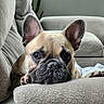 Poppi is registered to the contest to win money with this photo: dog, french_bulldog, pet, animal, portrait, close_up, sleepy, relaxed, couch, sofa, indoor, home, ears, wrinkles, snout, paws, blanket, furniture, cute, resting