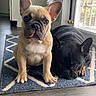 Poppi is registered to the contest to win money with this photo: dog, french_bulldog, puppy, two_dogs, tan_dog, black_dog, sitting, lying_down, tongue_out, ears, paws, pet, indoor, home, rug, floor, window, sunlight, portrait, cute
