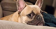 Poppi joined the competition — help win amazing prizes! dog, french_bulldog, pet, animal, portrait, closeup, face, ears, wrinkles, snout, black_nose, brown_coat, tan_fur, indoors, couch, sofa, furniture, relaxed, cute, funny