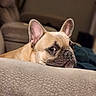 dog, french_bulldog, pet, animal, portrait, closeup, face, ears, wrinkles, snout, black_nose, brown_coat, tan_fur, indoors, couch, sofa, furniture, relaxed, cute, funny