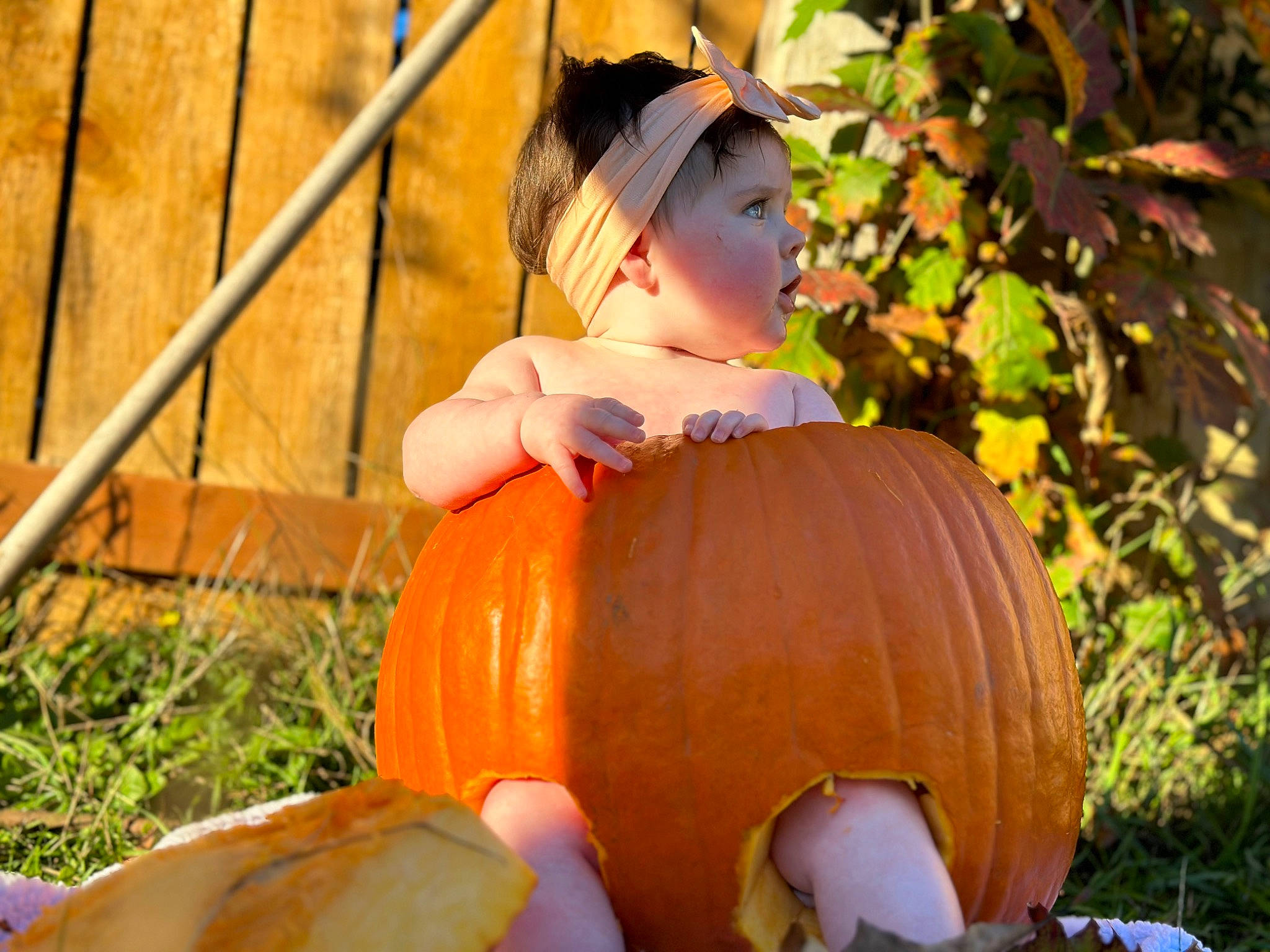 Oakleigh joined the competition — help win amazing prizes! art, calabaza, cucurbita, gourd, grass, happy, hat, local_food, natural_foods, orange, people_in_nature, person, plant, produce, pumpkin, squash, tradition, tree, vegetable, winter_squash