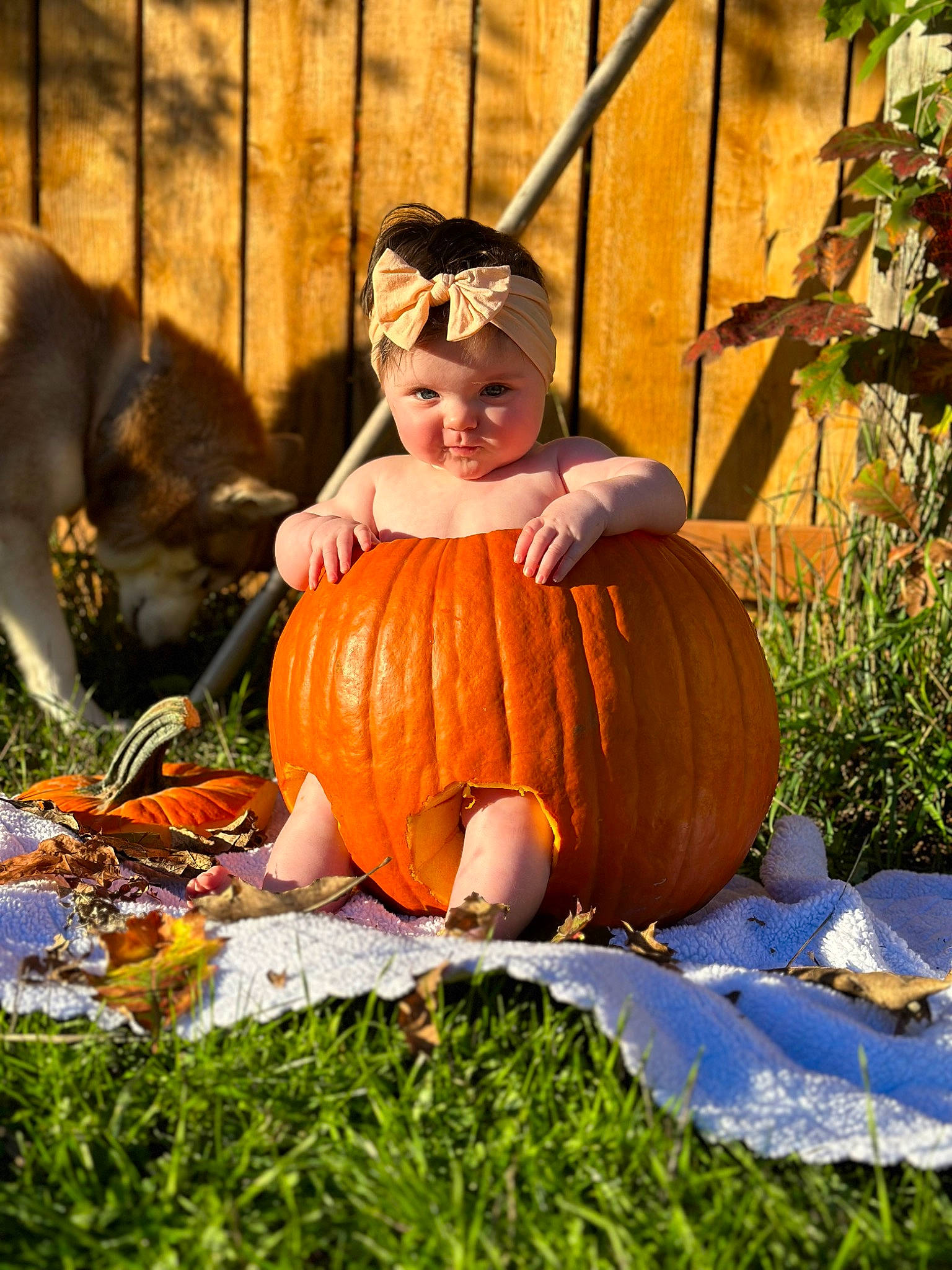 Oakleigh joined the competition — help win amazing prizes! calabaza, cucurbita, facial_expression, fruit, gourd, grass, happy, hat, headwear, leaf, local_food, natural_foods, people_in_nature, person, plant, pumpkin, squash, toddler, tree, vegetable